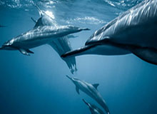 开云体育-科曼：梅西的未来？作为教练我无法影响他的决定